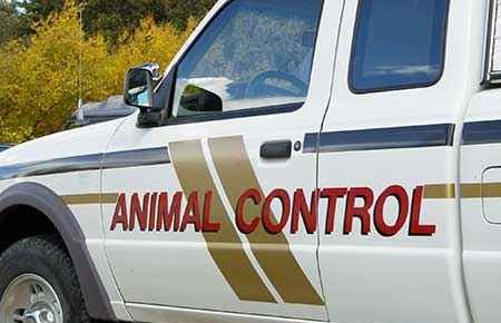 animal control