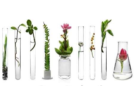 Botany/Plant Biology Major