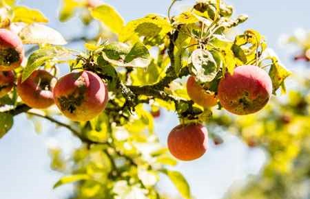 Plant Pathology/Phytopathology Major