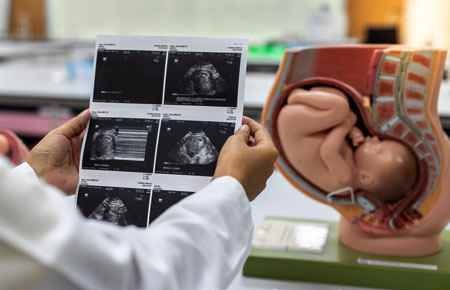 Developmental Biology and Embryology Major