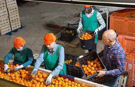 food manufacturing
