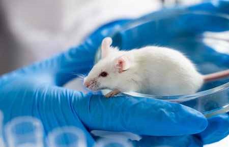 Animal Genetics Major