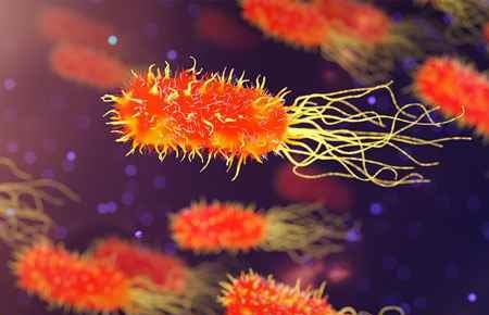 Microbial and Eukaryotic Genetics Major