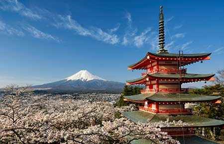 Japanese Studies Major