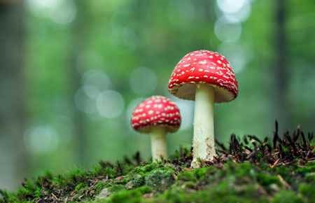Mycology Major
