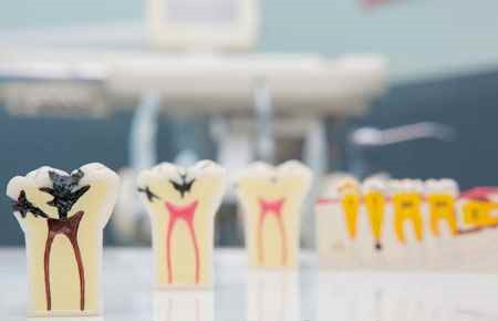 Oral Biology and Oral and Maxillofacial Pathology Major
