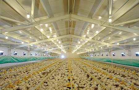 Livestock Management