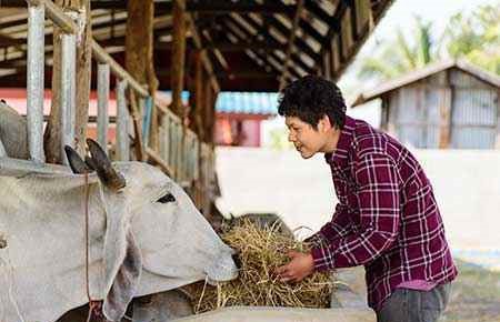 Animal Nutrition