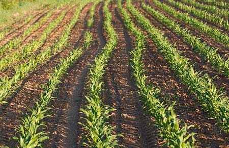 Agronomy and Crop Science