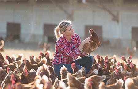 Animal/Livestock Husbandry and Production