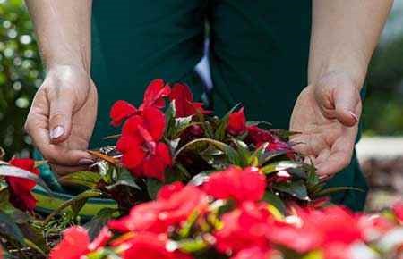 Applied Horticulture/Horticulture Operations, General