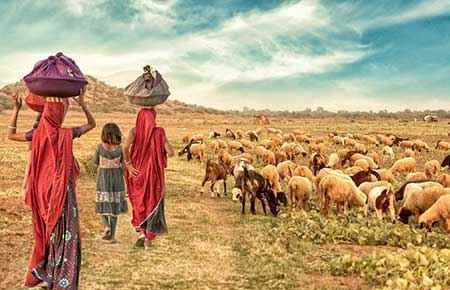 International Agriculture