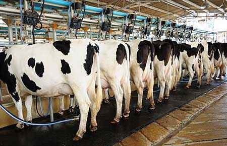 Dairy Husbandry and Production