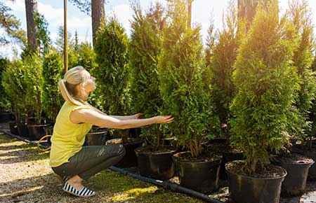 Plant Nursery Operations and Management