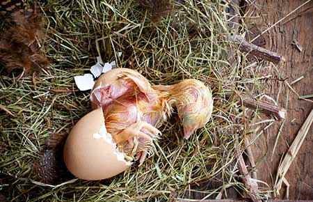 Agricultural Animal Breeding