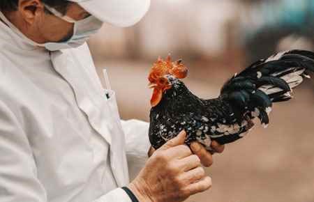 Animal Health